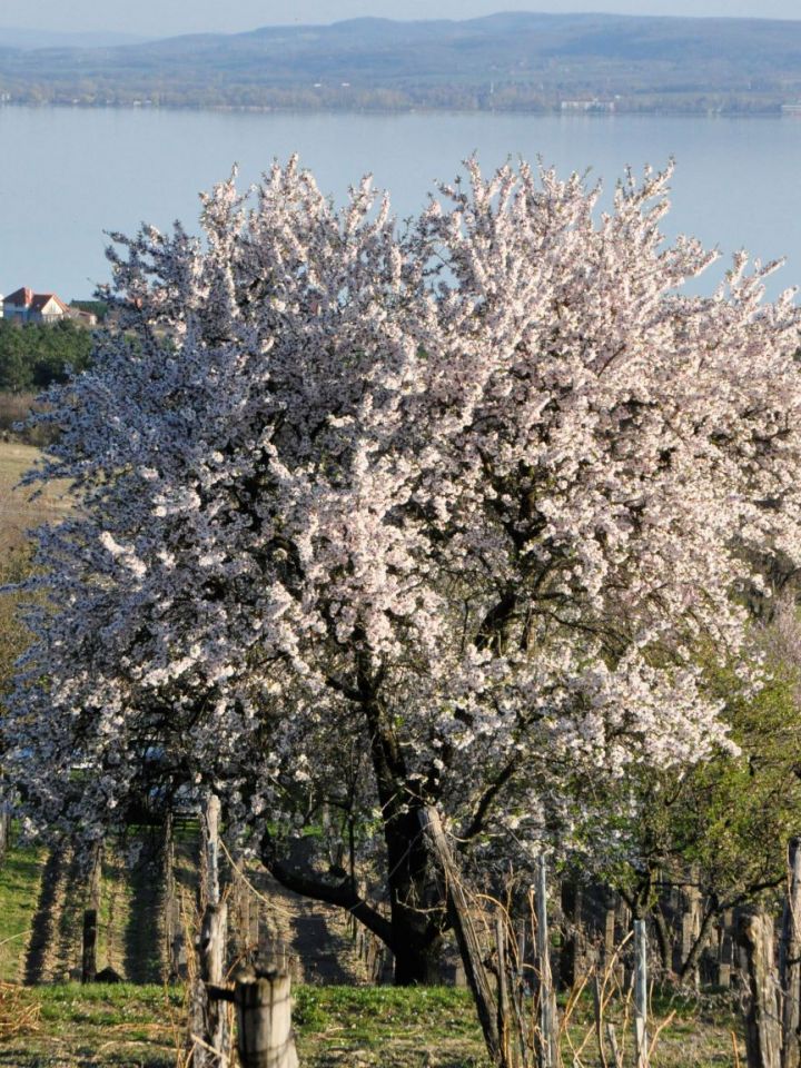 Százéves mandulafa az akali Fenye-hegyen. Kovács Réka fotója.