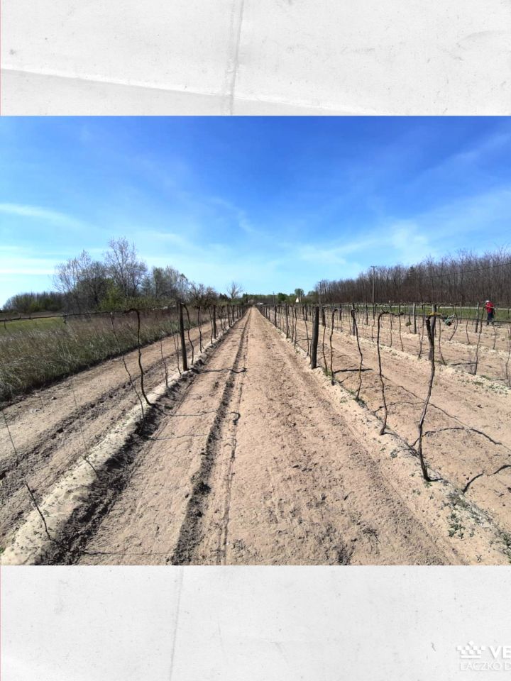 A homoki szőlőtelepítéstől a gazdasági fellendülésen kívül egy másik hozadékot is remélt a kormányzat és a gazdálkodók, méghozzá azt, hogy a futóhomokot, vagy, ahogy Kecskemét környékén nevezték, a „száguldó veszedelmet” is megköti majd. Ne felejtsük el m