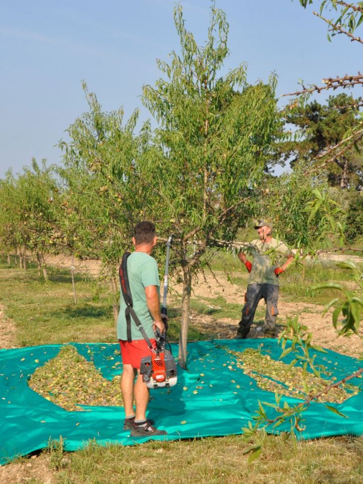 Szentbékkálla, Dörgicse, Akali. Csak néhány azon települések sorából, ahol manapság is komoly jelene van a mandulatermesztésnek. Mandulaszüret az akali önkormányzati mandulásban. A művelet korszerű módszerrel, „rázógép” alkalmazásával történik.