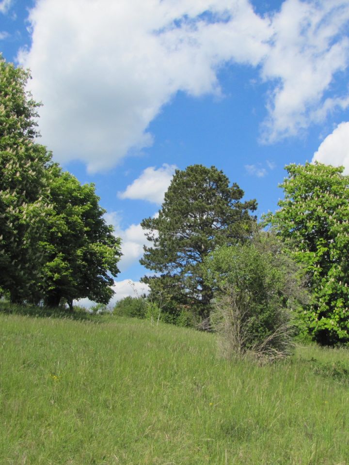 Temetői hangulat vadgesztenyével, fekete fenyővel.