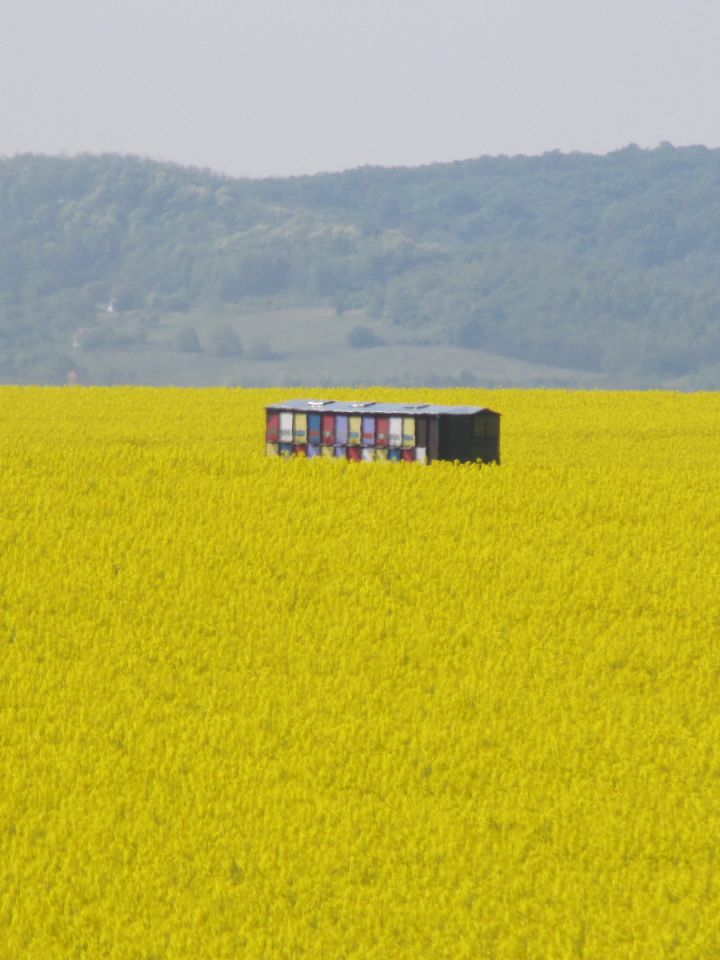 Éljenek a méhek!