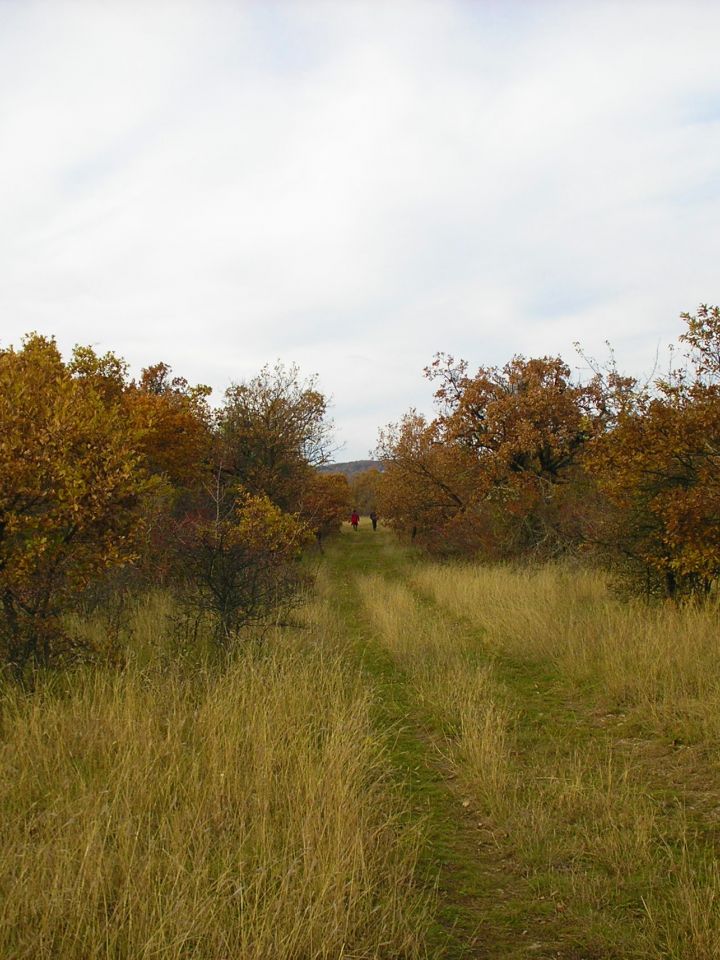 A tölgy-kőris-vadgyümölcs elegyes karsztbokorerdők jellemző cserjéje a sóskaborbolyával, galagonyával, borókával együtt.