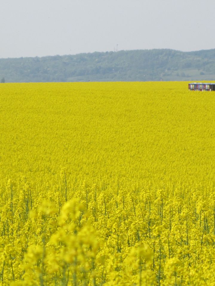 Éljenek a méhek!
