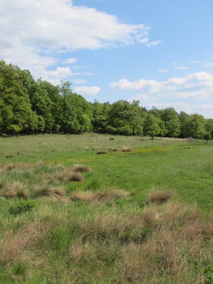 A tó térségében a táj mozaikossága kápráztató, hiszen a lápi, mocsaras élőhelyeken kívül vadgyümölcsökkel tarkított legelő, illetve ligetes tölgyerdő is található.