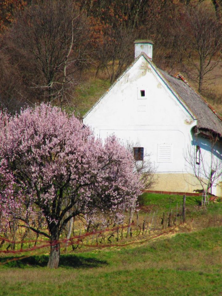 Szőlőhegyi idill a Szent Balázs-hegy délnyugati lejtőjéről. Balatoncsicsó, Agyaglik.