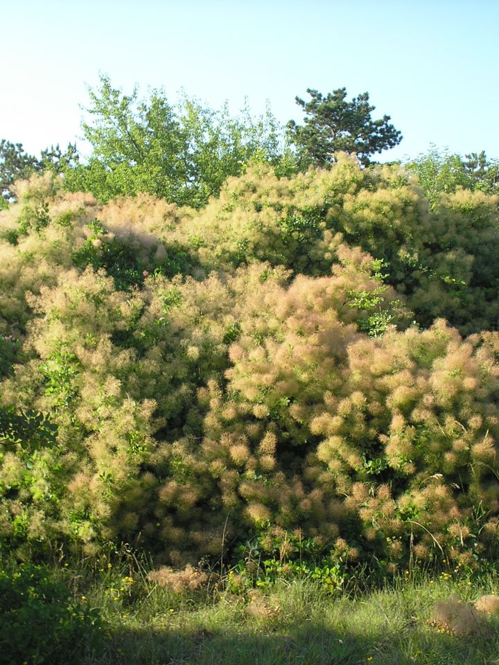A szömörce virágzáskor is rendkívül látványos. Tollas bugavirágai után nem véletlenül nevezték sok helyen “parókafának”.