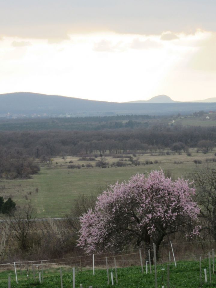 Beporzók napja a Bakonyi Házban is