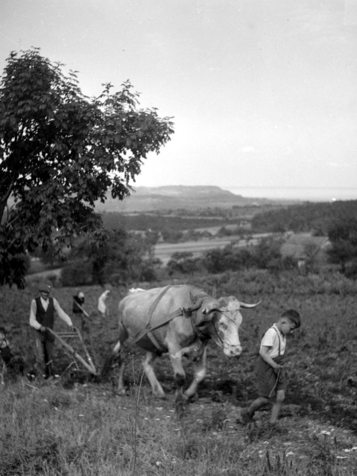 Föld napi földmunka