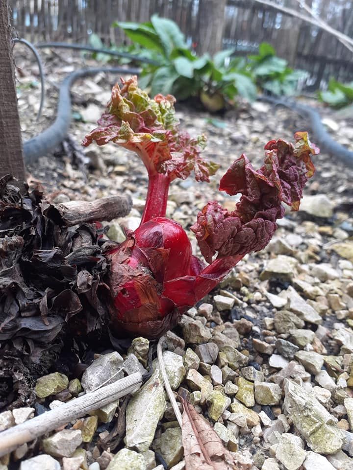 Beporzók napja a Bakonyi Házban is