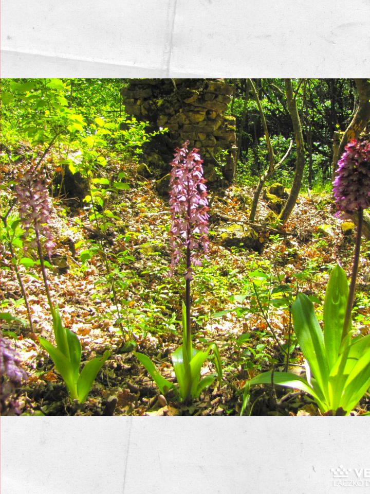 A nagyjából százharminc év nem telt el nyomtalanul... bár tény, a bíboros kosborok egészen jól érzik magukat ott, ahol korábban a gazda tartotta borát.