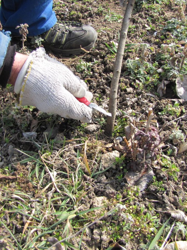 A szemzés helye fiatal mandulaalanyon