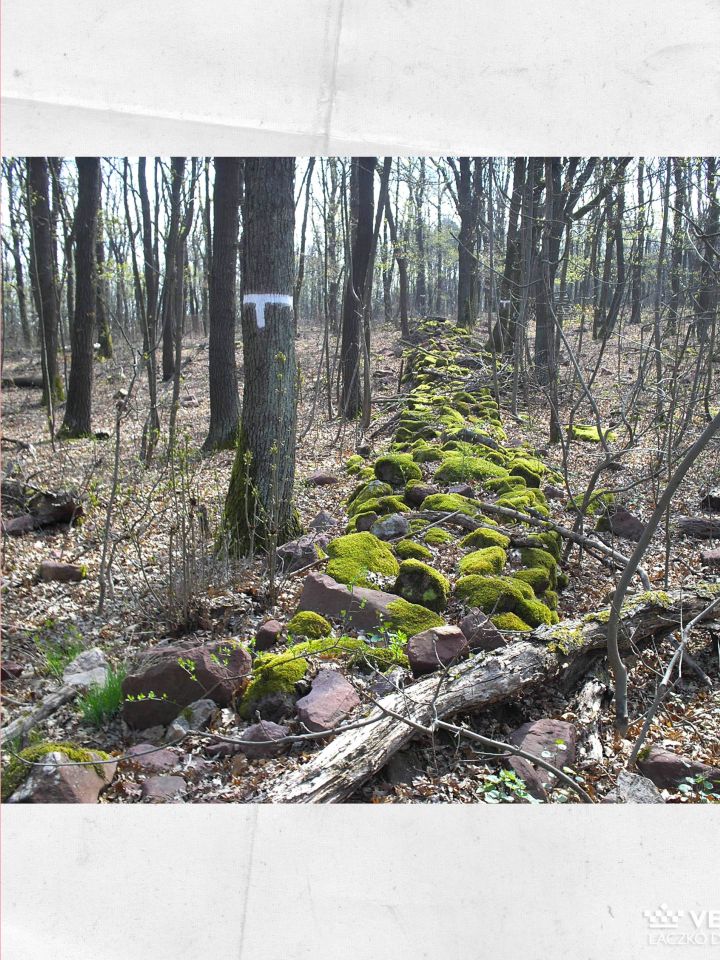 Valaha két szőlőparcella közötti határként szolgáló kőfal.