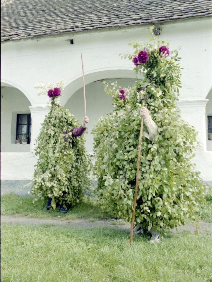 Pfingstniegel.Fotó: Róka Lajos – Magyarpolány, 1990. lsz.: N.2012.12.3.