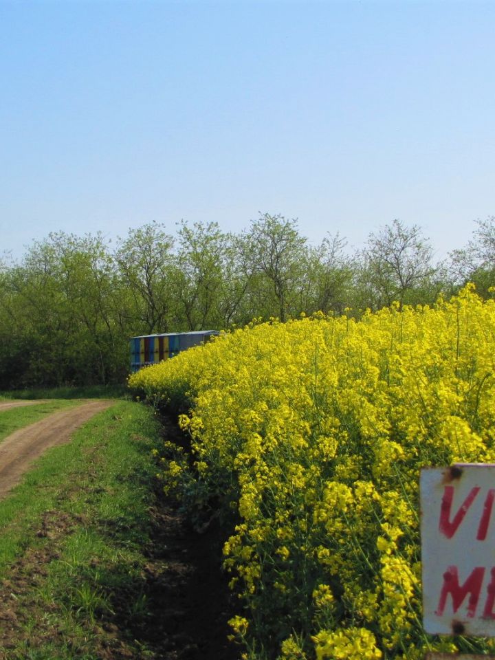 Éljenek a méhek!