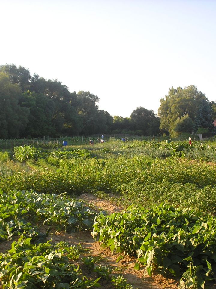 Szentantalfa, Kuti-kert.