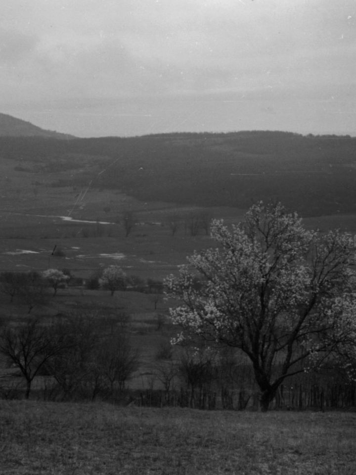 Virágzó mandulafa a balatonhenyei Öreg-hegyen. Vajkai Aurél felvétele 1962-ből. FNGY Ltsz:14882. 