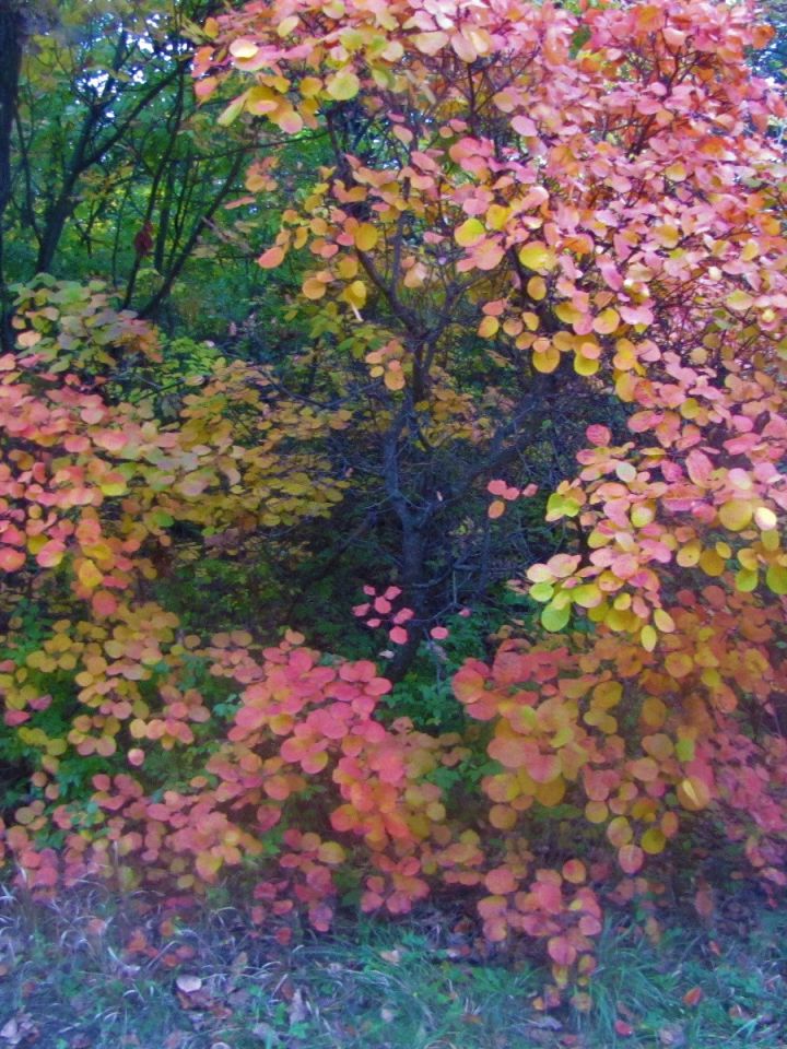 Az őszi élénkvörös lombjáról híres cserje legészakibb elterjedési területe hazánkban található, manapság is megannyi helyen díszlik a Balaton-felvidék déli kitettségű karsztbokorerdőiben...