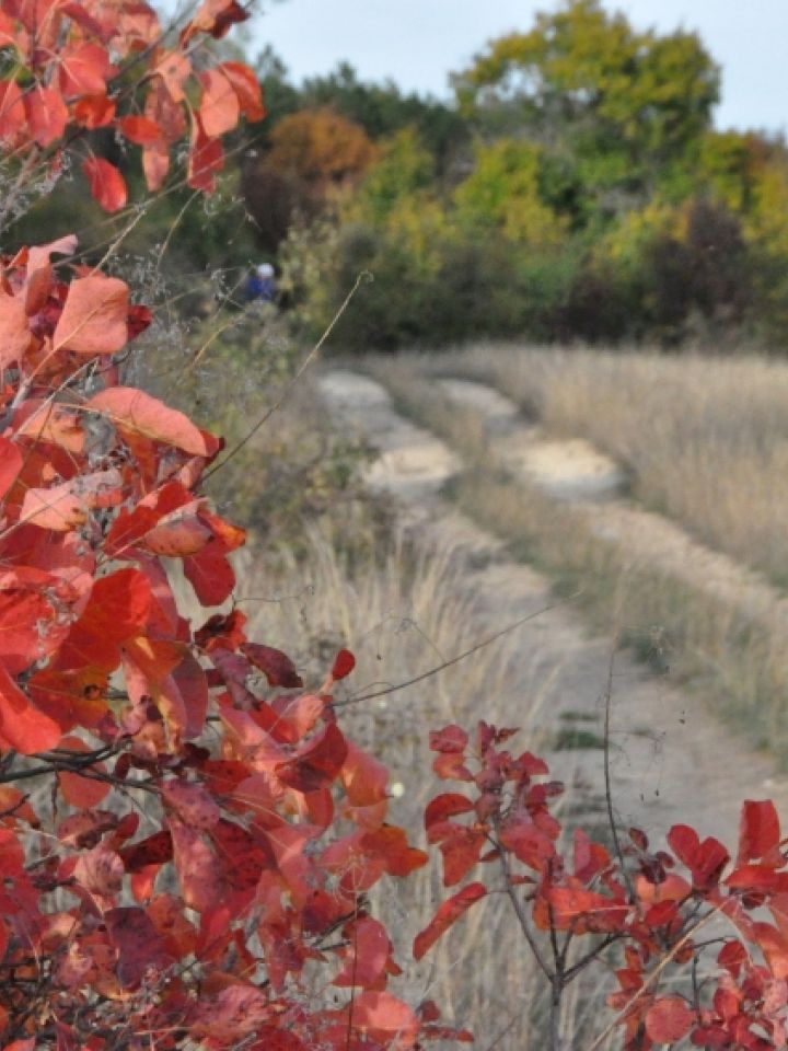 … vagy épp utak mentén, szőlők között. Kovács Zsófi fotója.