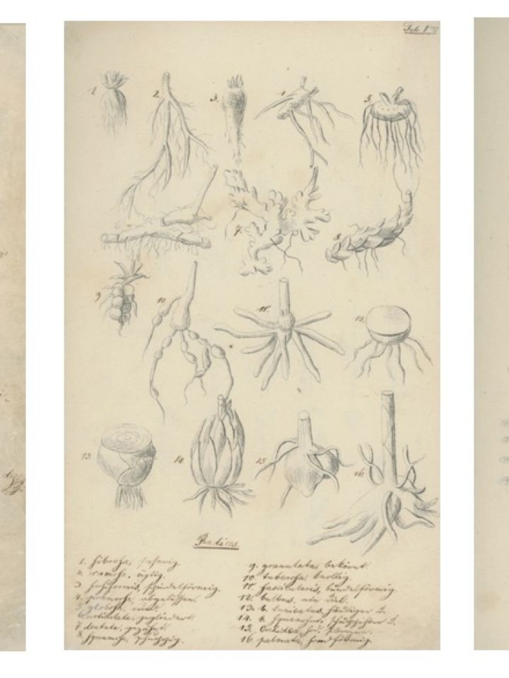 Jókai Mór botanikai füzete. Pozsony, 1837.