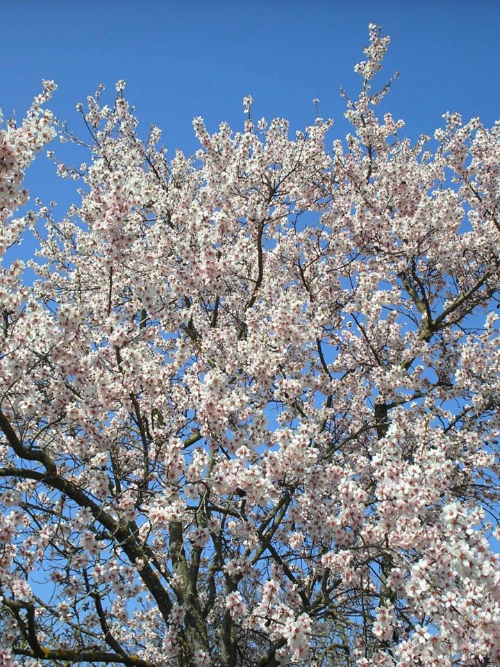 Beporzók napja a Bakonyi Házban is