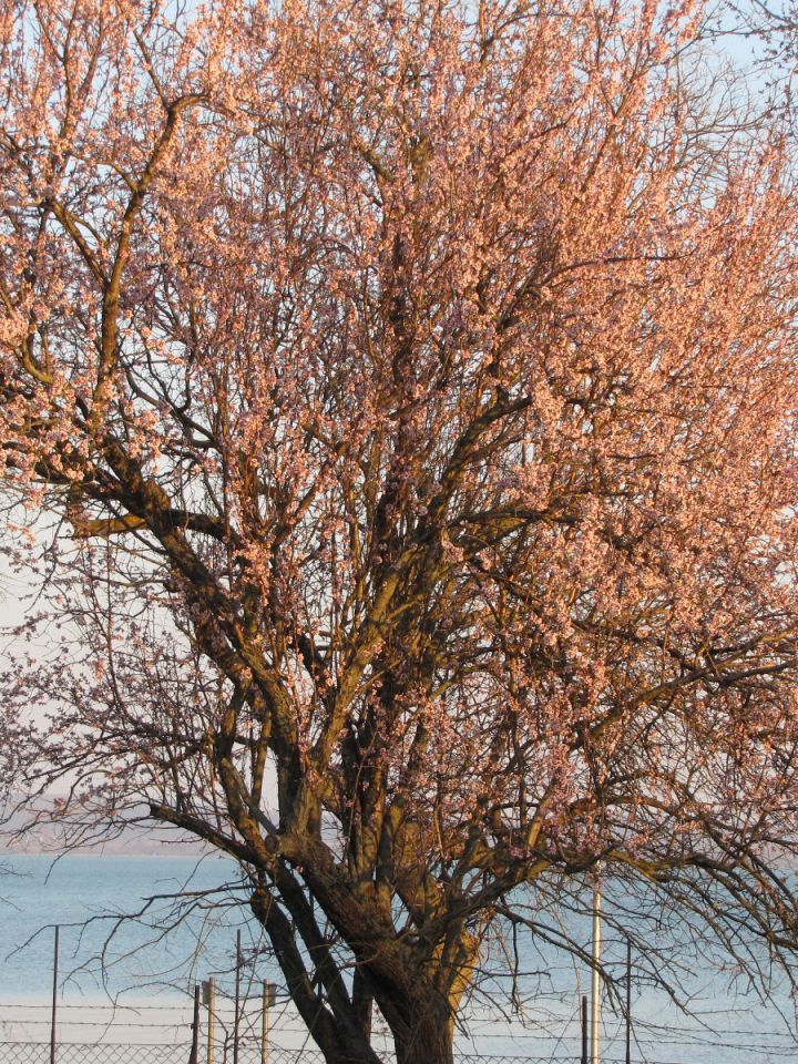 Az öreg vadalany tavaszi díszben, háttérben a Balatonnal