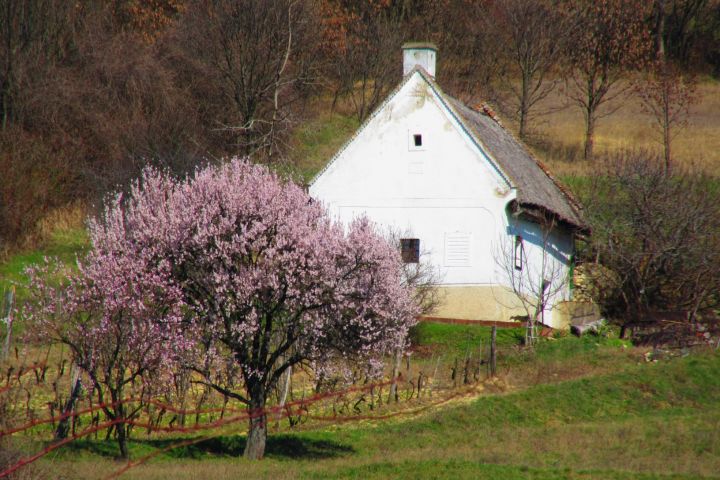 Szőlőhegyi idill a Szent Balázs-hegy délnyugati lejtőjéről. Balatoncsicsó, Agyaglik.