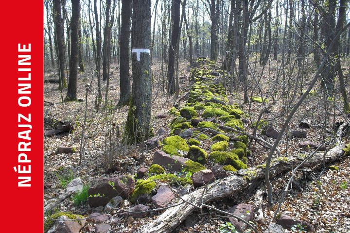 Valaha két szőlőparcella közötti határként szolgáló kőfal.
