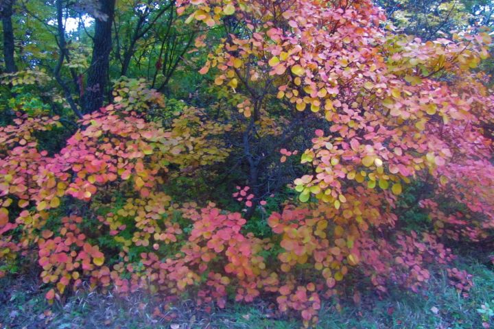 Az őszi élénkvörös lombjáról híres cserje legészakibb elterjedési területe hazánkban található, manapság is megannyi helyen díszlik a Balaton-felvidék déli kitettségű karsztbokorerdőiben...