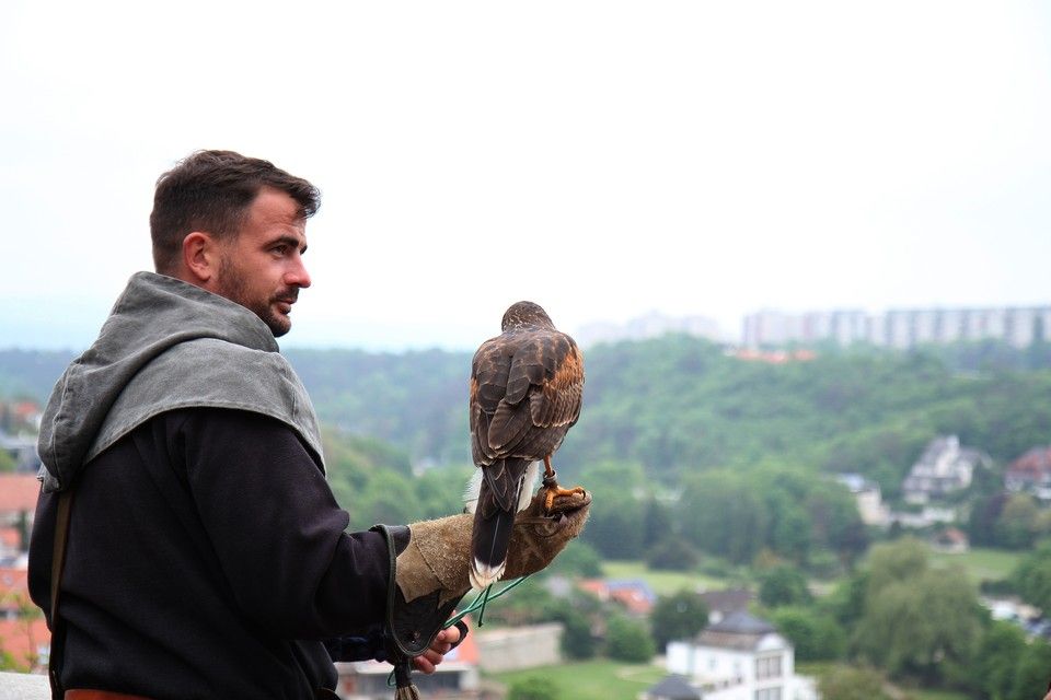 Győrffy-Villám Zsombor, solymász