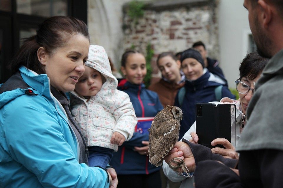 Győrffy-Villám Zsombor, solymász
