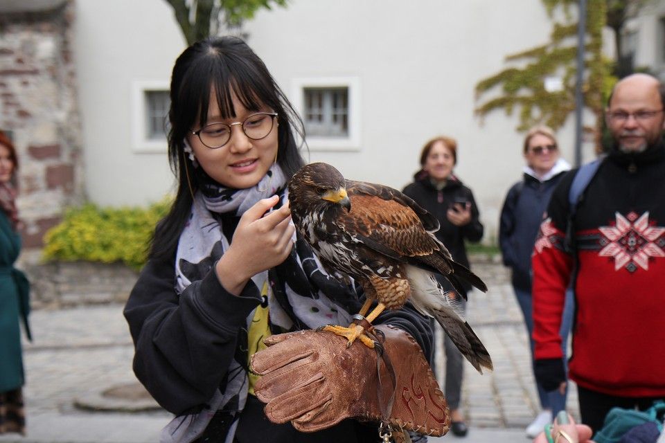 Győrffy-Villám Zsombor, solymász