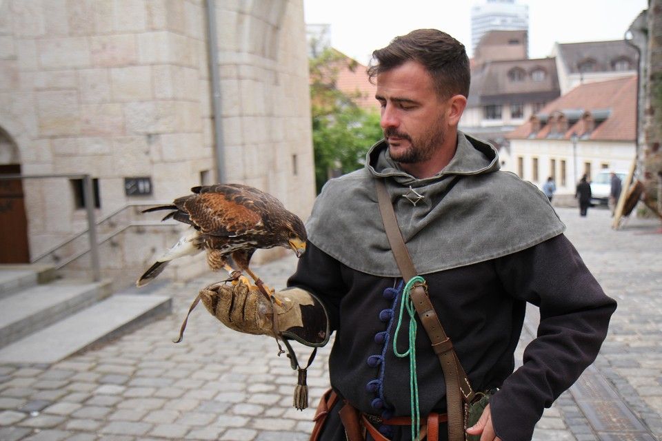 Győrffy-Villám Zsombor, solymász