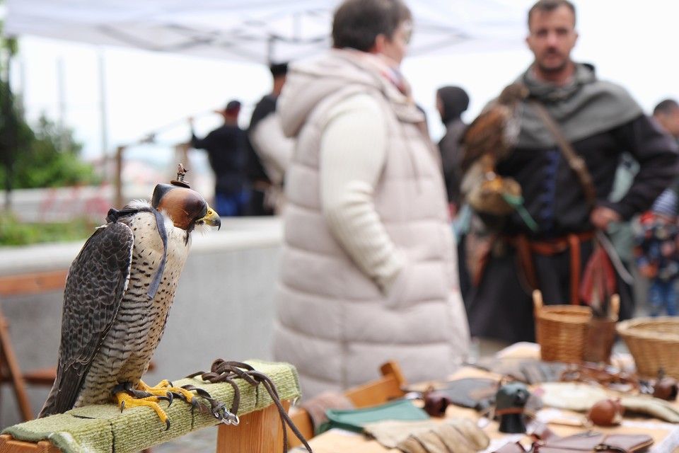 Győrffy-Villám Zsombor, solymász