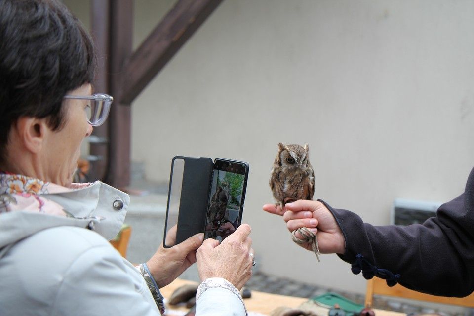 Győrffy-Villám Zsombor, solymász