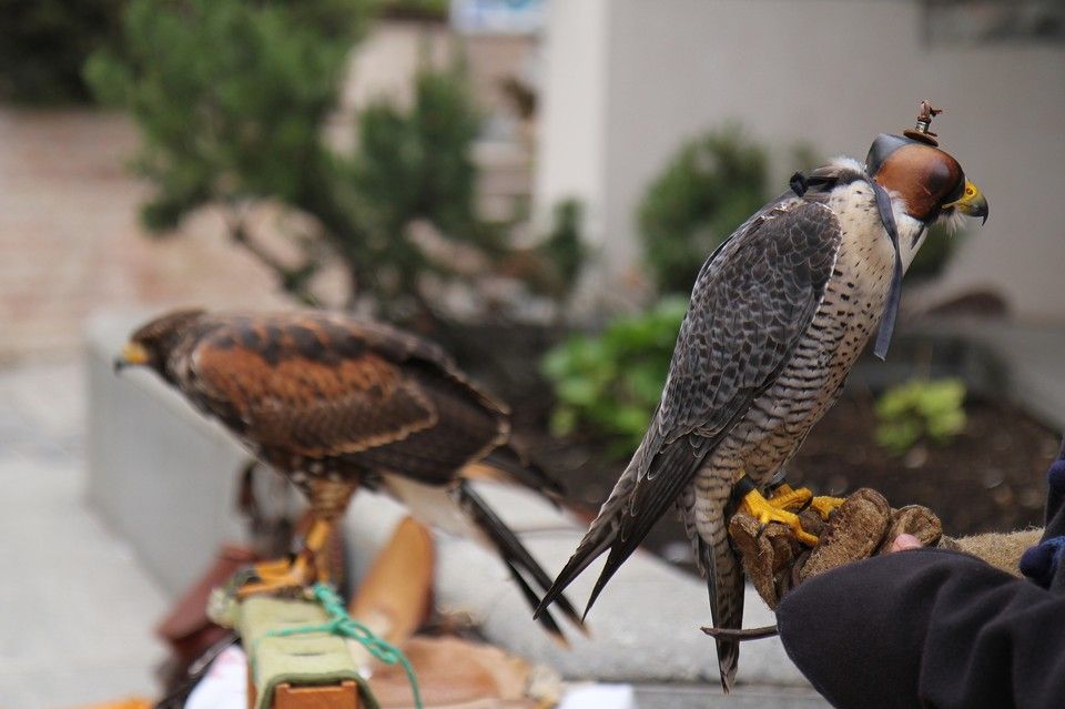 Győrffy-Villám Zsombor, solymász