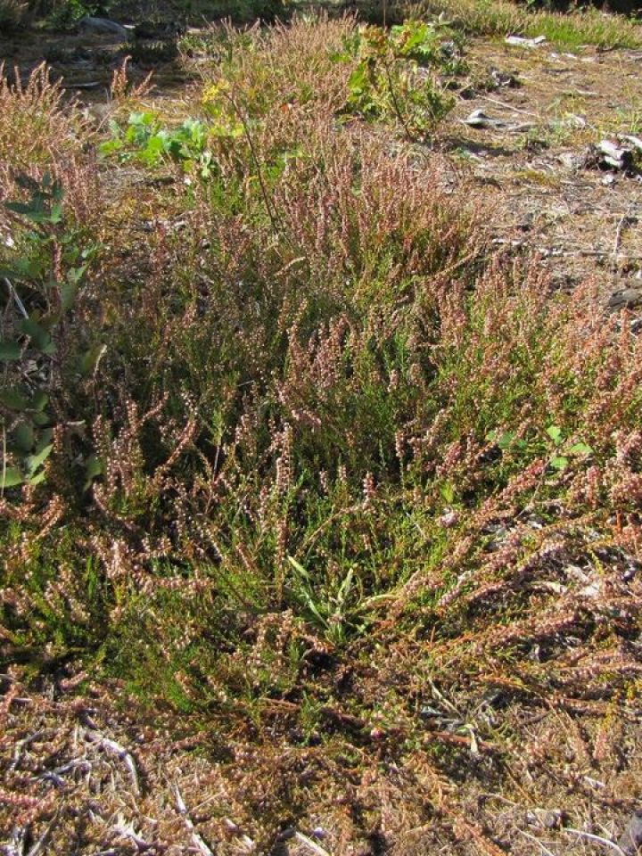 A Csönge-hegyet a lila virágzatú félcserje, a csarab nagy állománya teszi még izgalmasabbá.